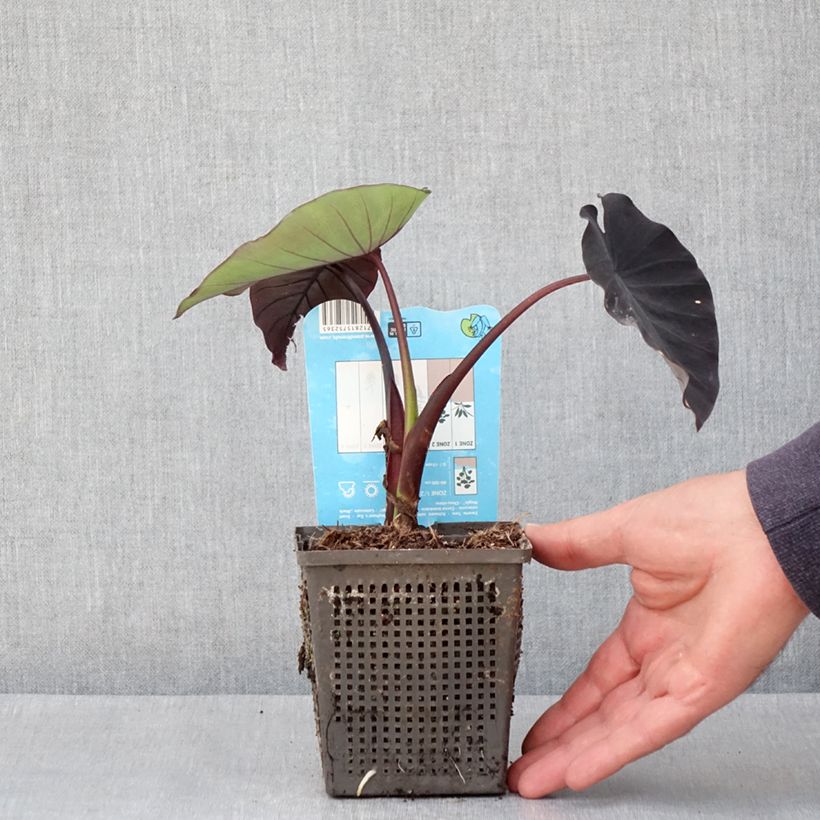 Exemplar von Colocasia Black magic - Taro Kleine Töpfe von 8/9 cm wie im Frühjahr geliefert