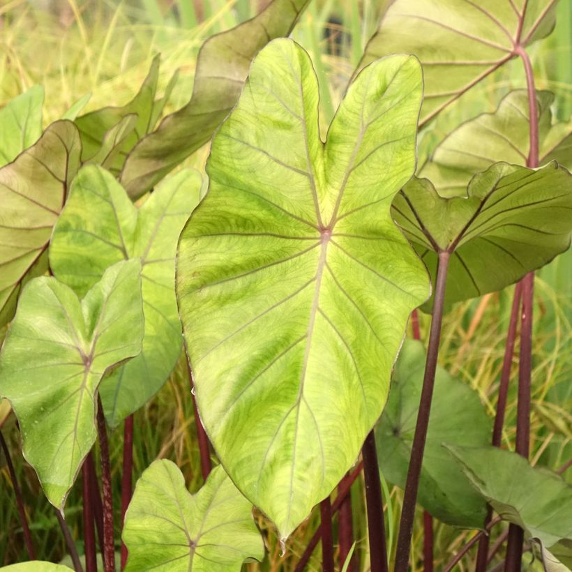 Colocasia esculenta Fontanesii - Taro (Laub)