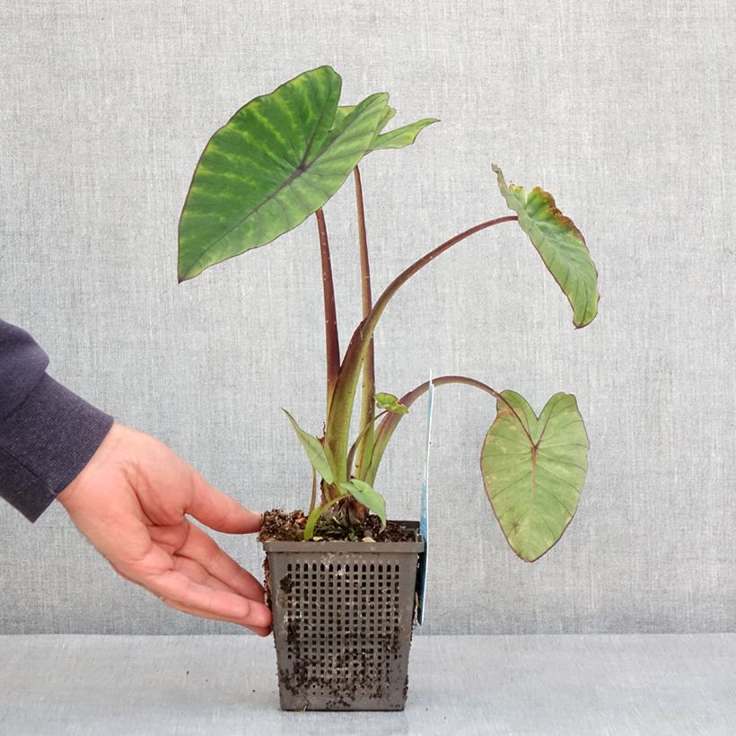 Exemplar von Colocasia esculenta Fontanesii - Taro Kleine Töpfe von 8/9 cm wie im Frühjahr geliefert