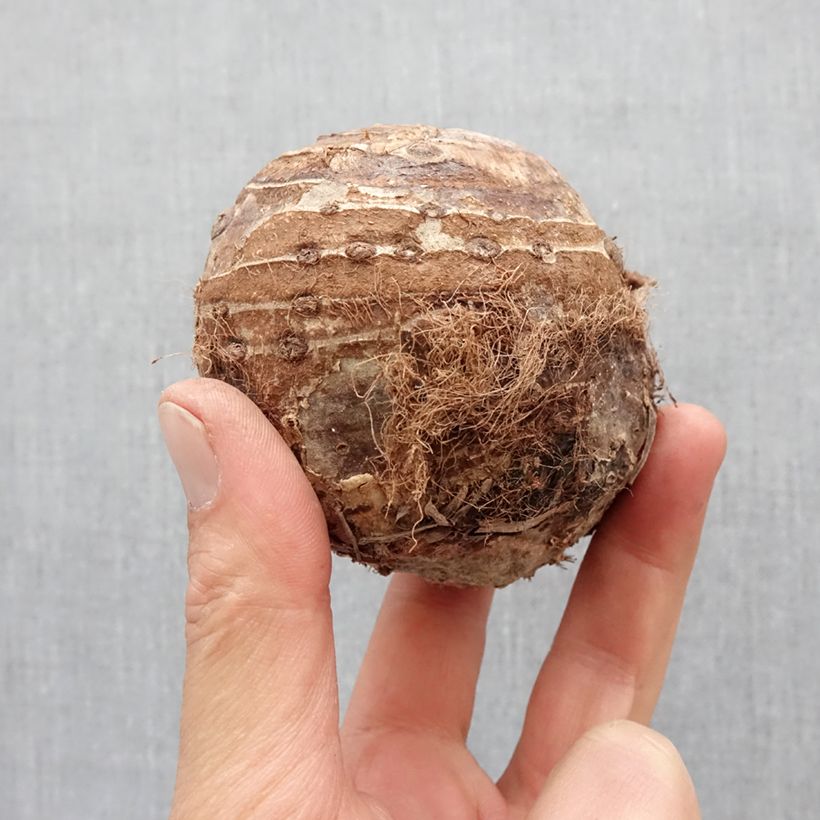 Exemplar von Colocasia esculenta - Taro Zwiebel Kaliber/Größe 32+ wie im Frühjahr geliefert