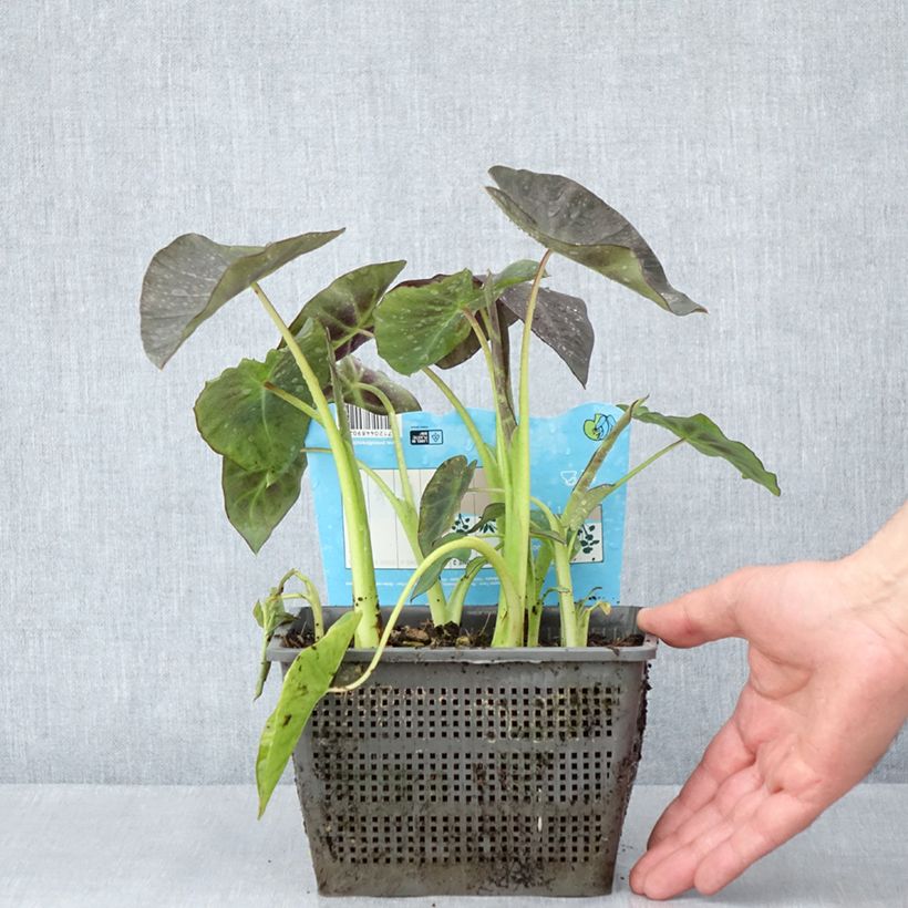 Exemplar von Colocasia esculenta - Taro Topf mit 4L/5L wie im Frühjahr geliefert