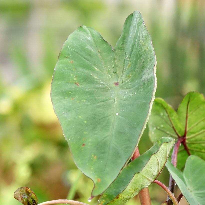 Colocasia esculenta Tea cup - Taro (Laub)