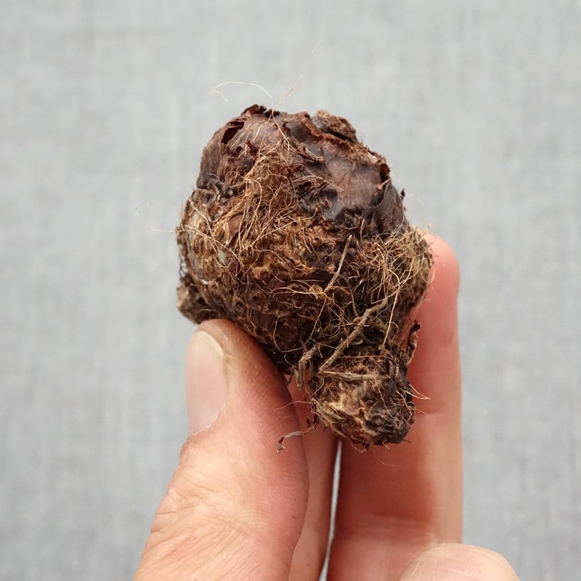 Example of Colocasia Hawaiian Punch - Taro Zwiebel Kaliber/Größe I as you get in printemps