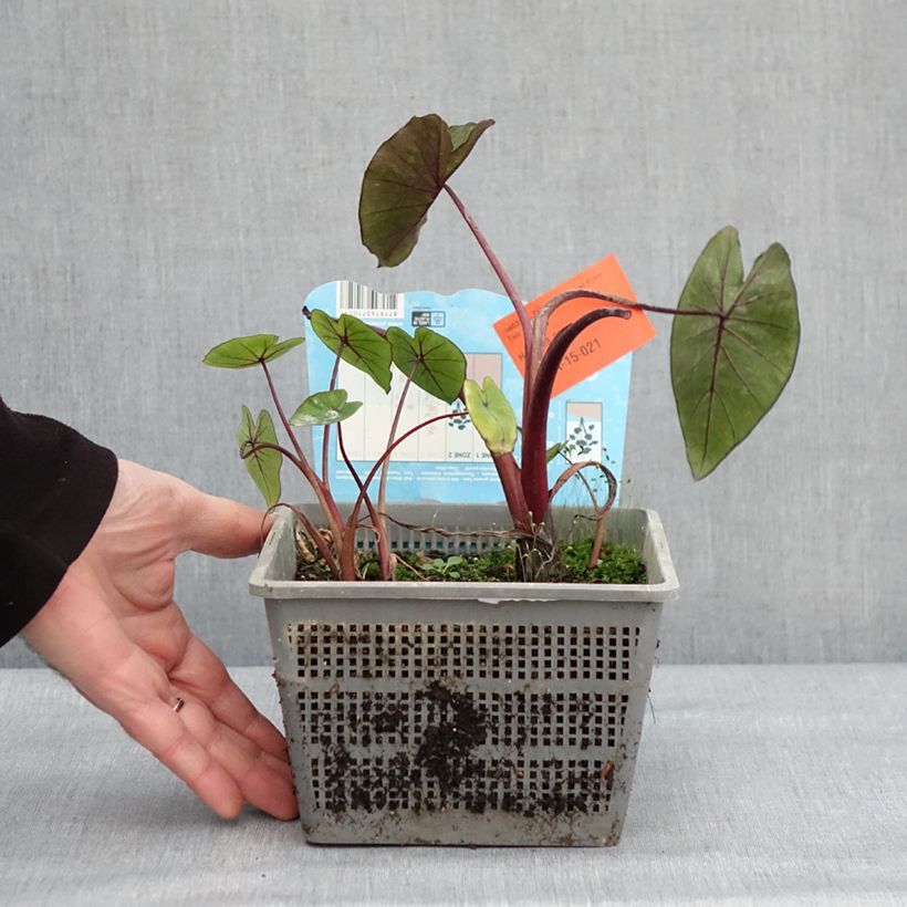 Example of Colocasia Hawaiian Punch - Taro Topf mit 4L/5L Kaliber/Größe 18/20 as you get in hiver