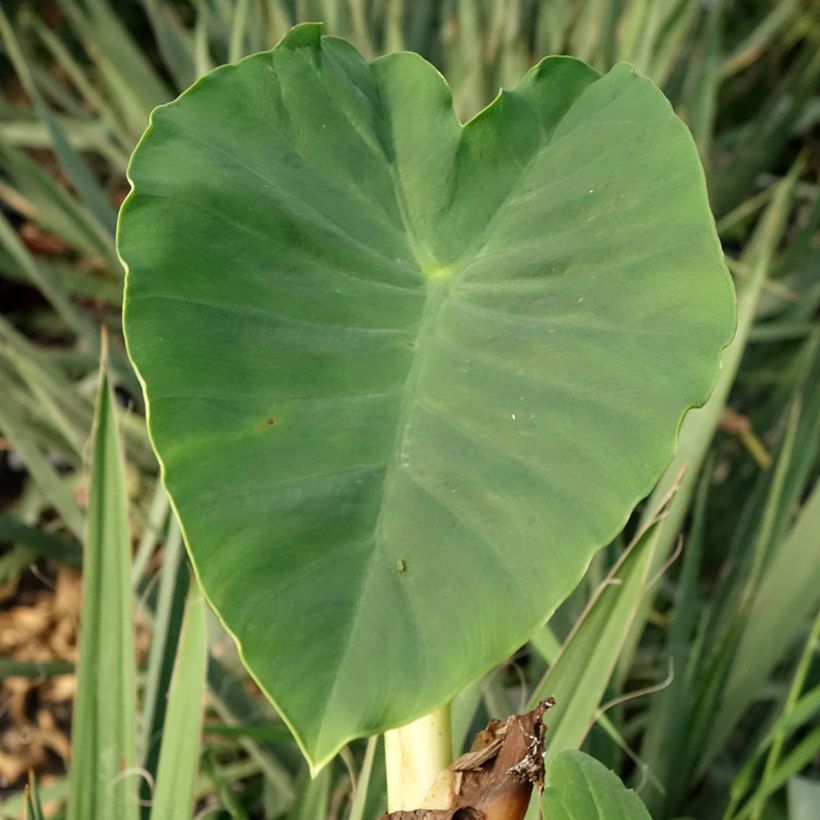 Colocasia Jack's Giant - Taro (Laub)