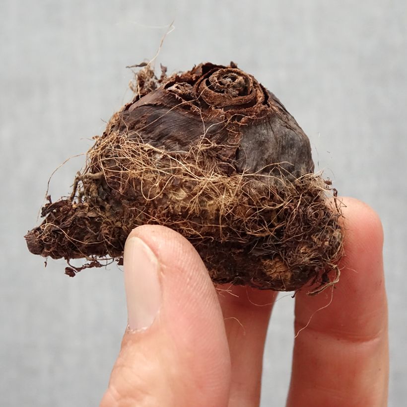 Exemplar von Colocasia Kona Coffee - Taro Zwiebel Kaliber/Größe I wie im Frühjahr geliefert