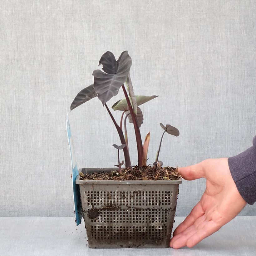 Exemplar von Colocasia Kona Coffee - Taro Topf mit 4L/5L wie im Frühjahr geliefert