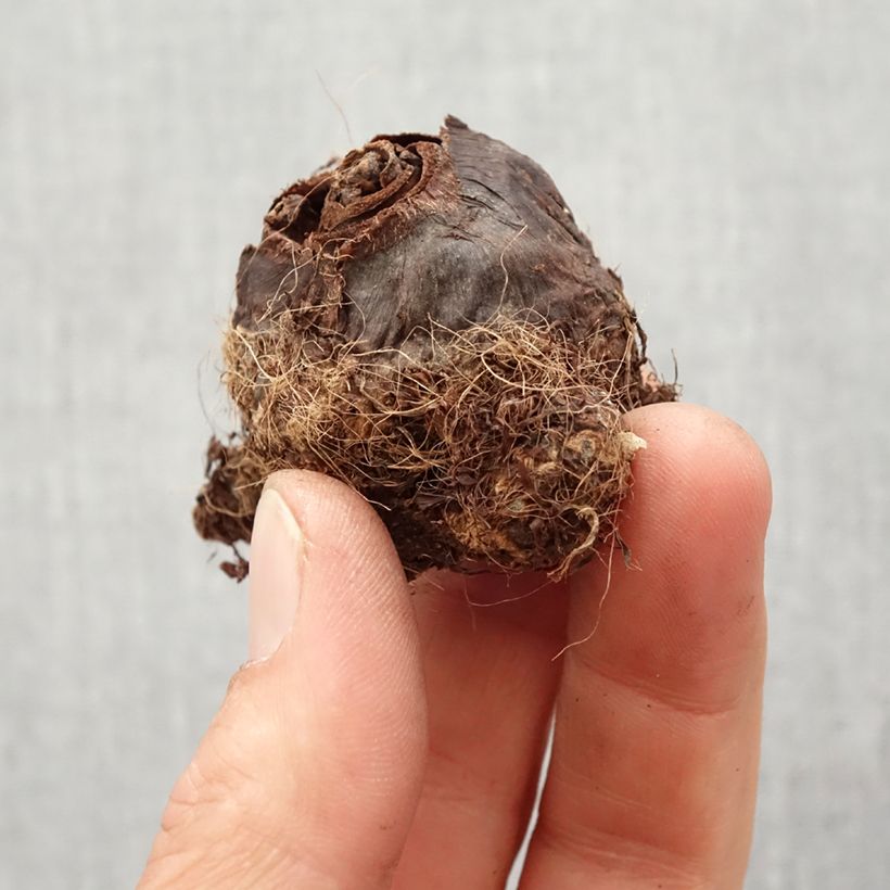 Exemplar von Colocasia Maui Gold - Taro Zwiebel Kaliber/Größe I wie im Frühjahr geliefert