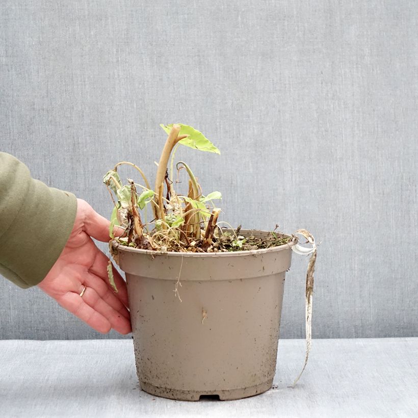 Exemplar von Colocasia Red Eyed Gecko - Taro Topf mit 4L/5L wie im Winter geliefert