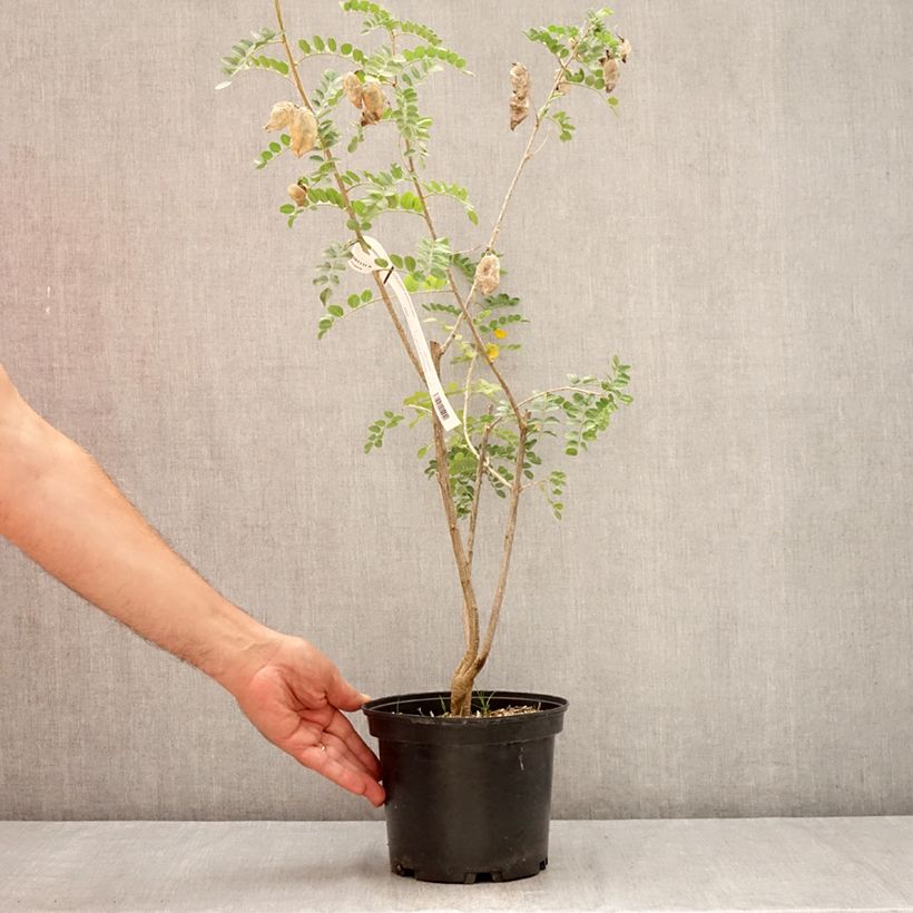 Exemplar von Colutea arborescens - Blasenstrauch Topf mit 2L/3L wie im Sommer geliefert