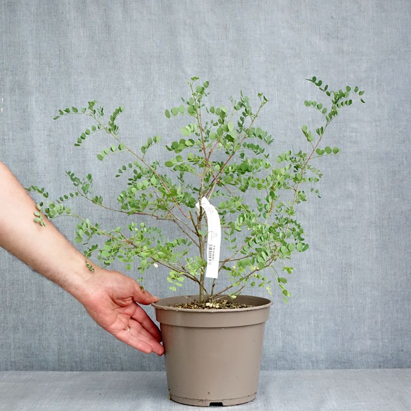 Exemplar von Colutea media Copper Beauty - Bastard Blasenstrauch Topf mit 3L/4L wie im Frühjahr geliefert