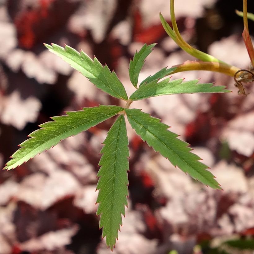 Comarum palustre - Sumpf-Blutauge (Laub)