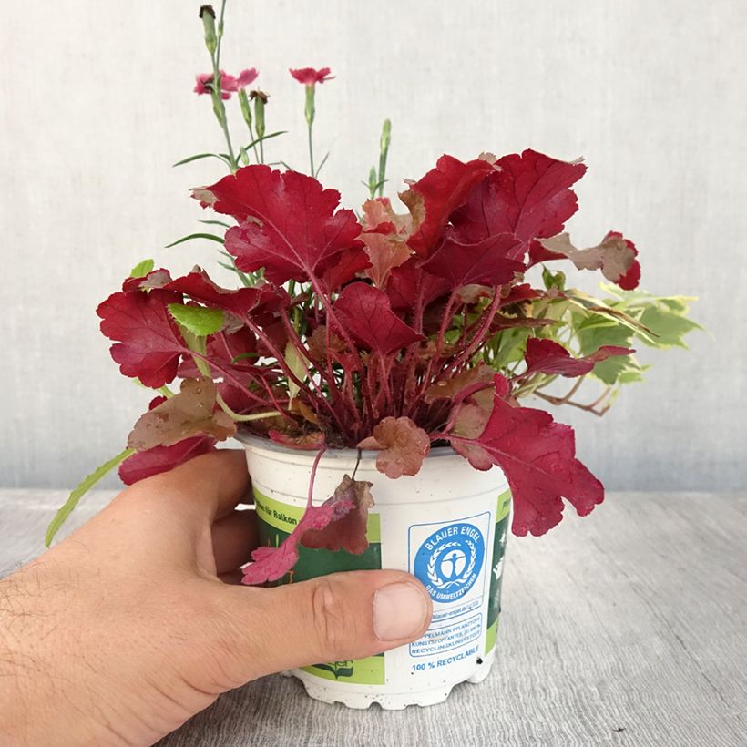 Exemplar von Lucky Charm Zusammensetzung - eine Zusammensetzung aus 3 Pflanzen Topf 12 cm / 13 cm wie im Sommer geliefert