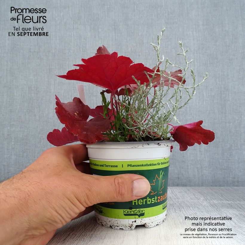 Exemplar von Zusammensetzung Morning Walk - Zusammensetzung aus 3 Pflanzen Topf 12 cm / 13 cm wie im Herbst geliefert