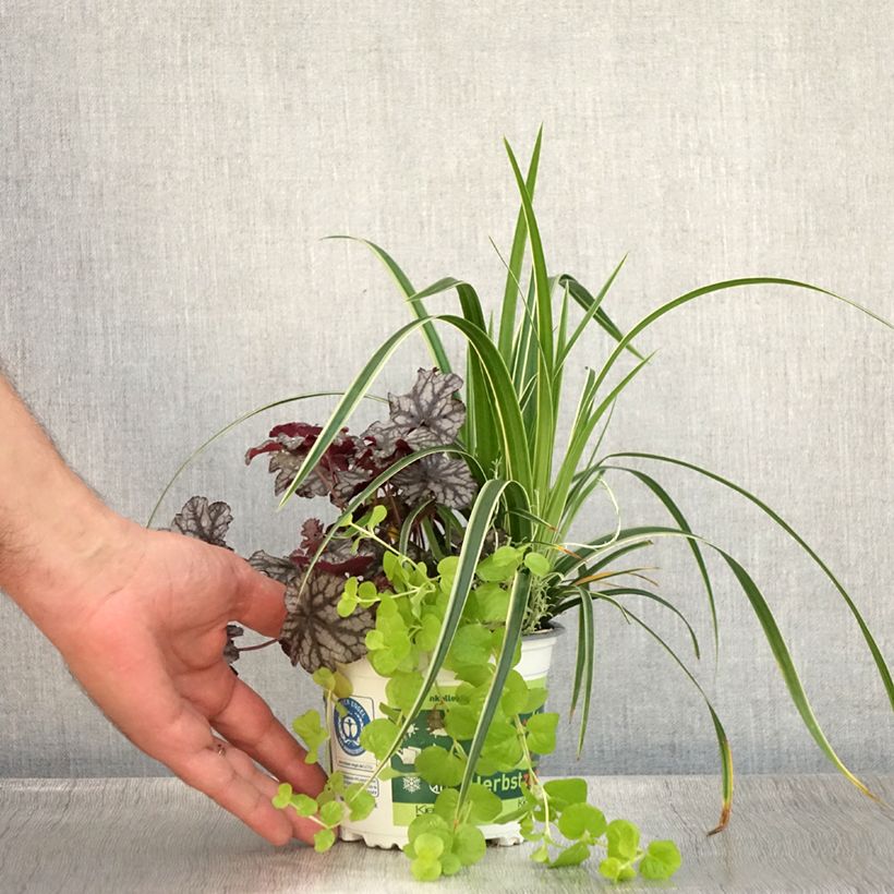 Exemplar von Zusammensetzung Silent Sunday - eine Zusammenstellung von 4 Pflanzen Topf 12 cm / 13 cm wie im Sommer geliefert