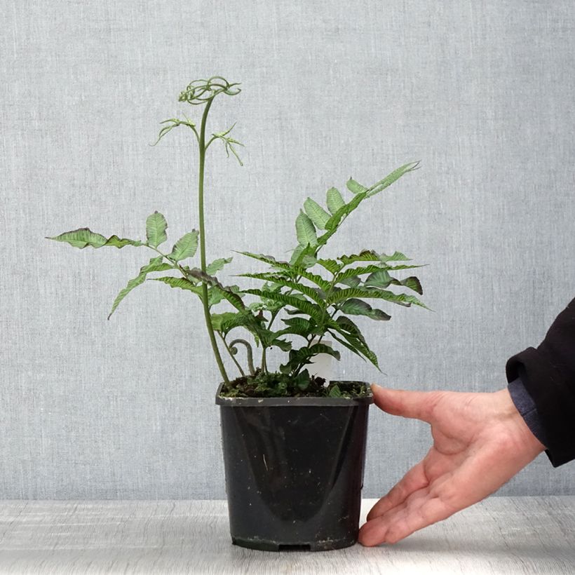 Exemplar von Coniogramme emeiensis - Goldener Zebra-Farn Topf mit 2L/3L wie im Frühjahr geliefert