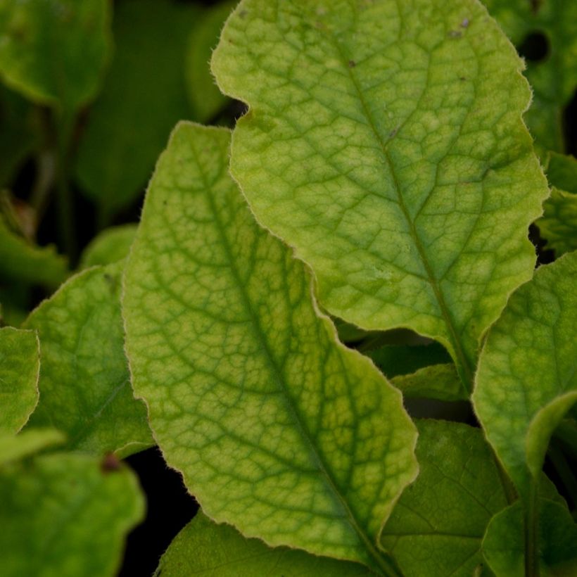 Symphytum grandiflorum Hidcote Blue - Kleiner Kaukasus Beinwell (Foliage)