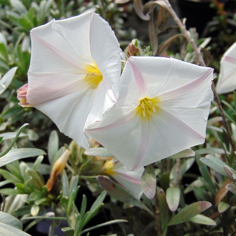Convolvulus cneorum - Brennende Winde (Flowering)