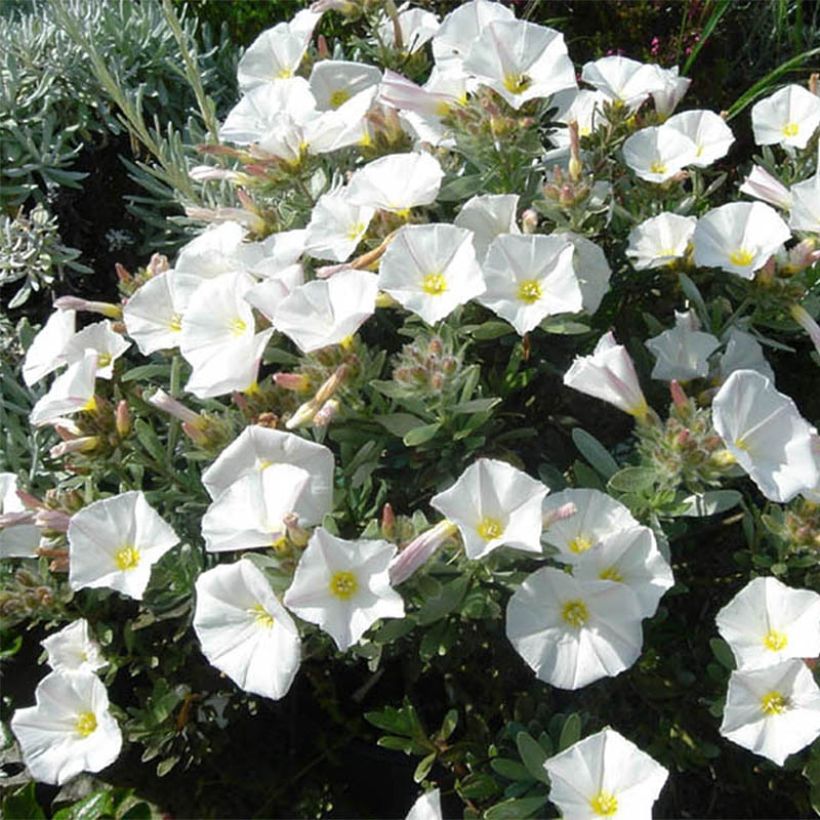 Convolvulus cneorum - Brennende Winde (Plant habit)