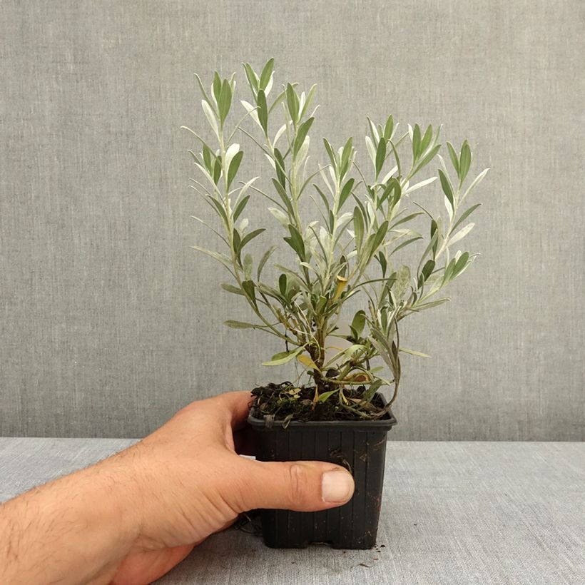 Exemplar von Convolvulus cneorum - Brennende Winde Kleine Töpfe von 8/9 cm wie im Frühjahr geliefert
