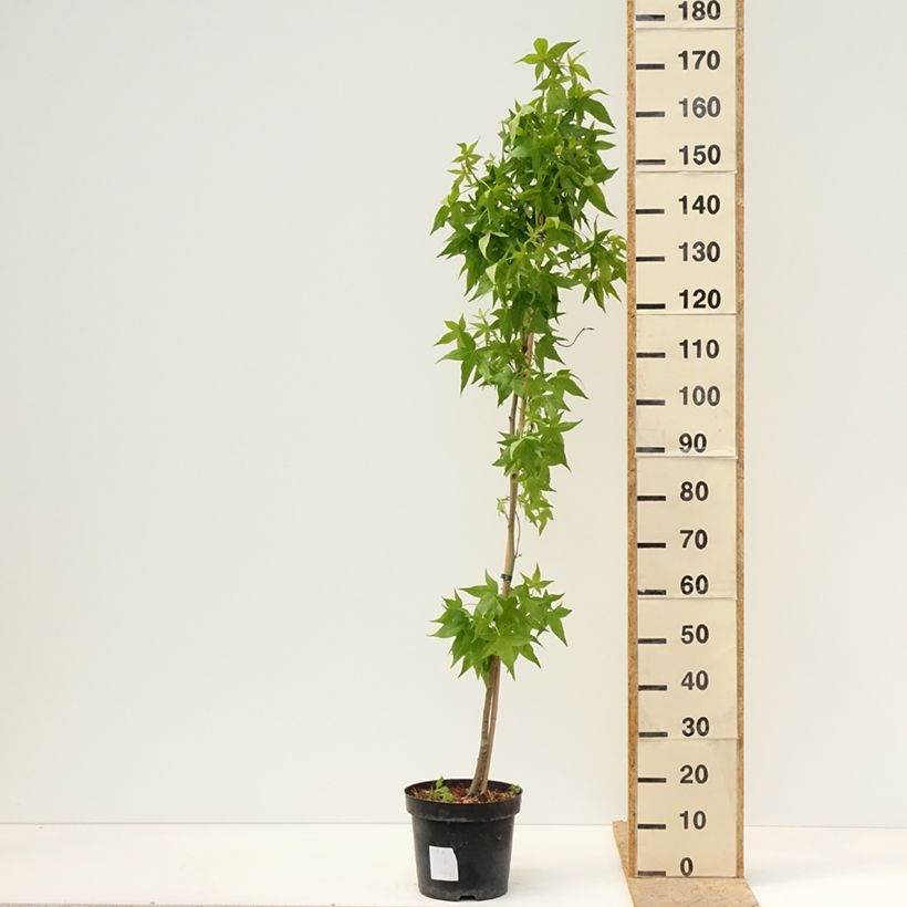 Exemplar von Liquidambar styraciflua Aurora - Amberbaum Topf mit 4L/5L wie im Frühjahr geliefert
