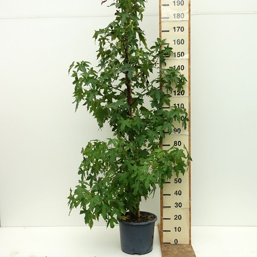 Exemplar von Liquidambar styracyflua Stella - Amberbaum Topf mit 12L/15L wie im Sommer geliefert