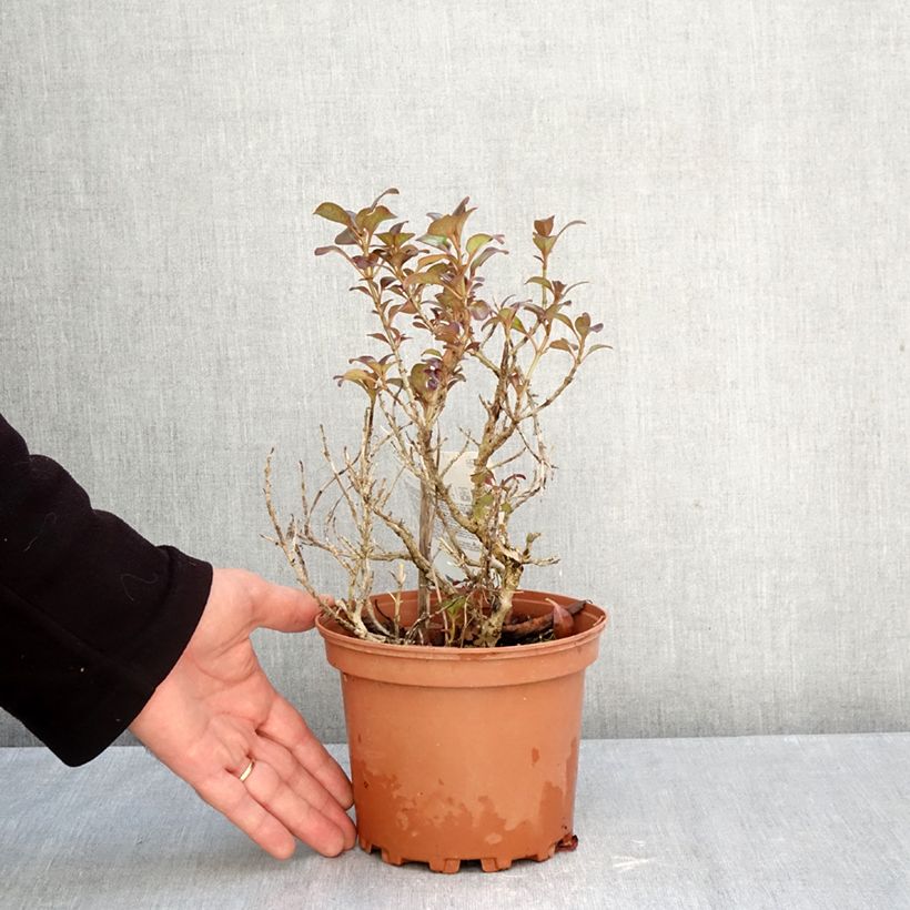 Exemplar von Coprosma Chocolate Soldier Topf mit 2L/3L wie im Herbst geliefert