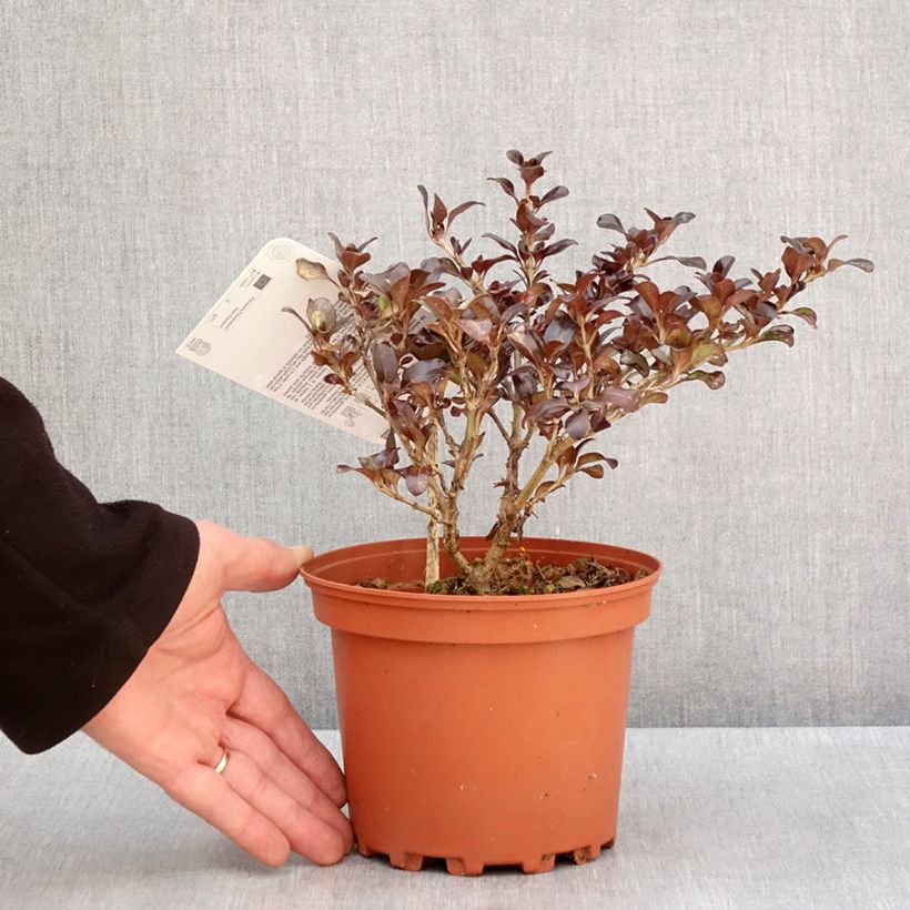 Exemplar von Coprosma Chocolate Soldier Pot de 2L/3L wie im Winter geliefert