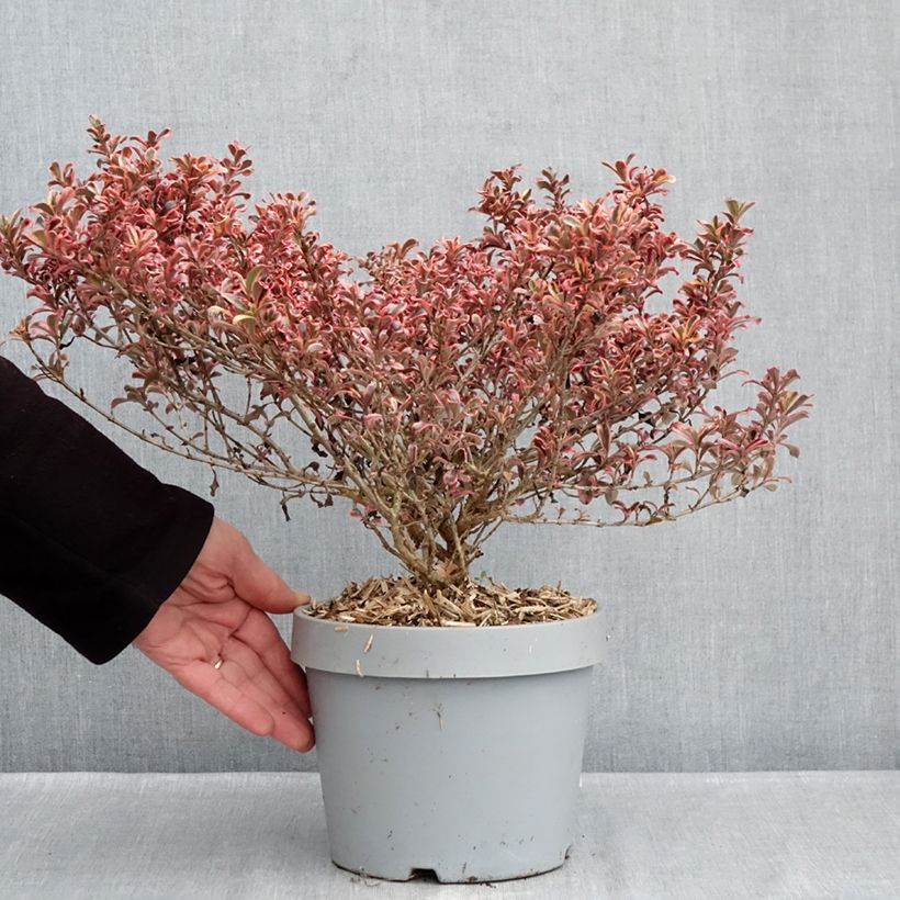 Example of Coprosma Pacific Dawn Topf mit 2L/3L as you get in hiver