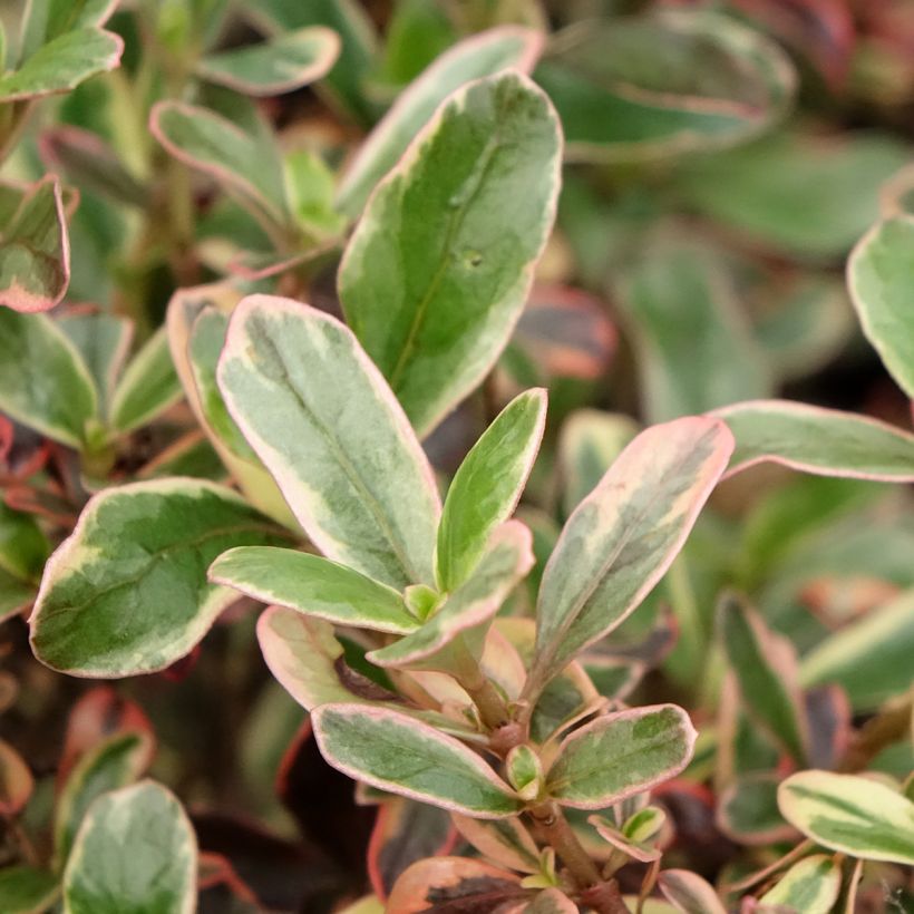 Coprosma Pacific Dawn (Laub)