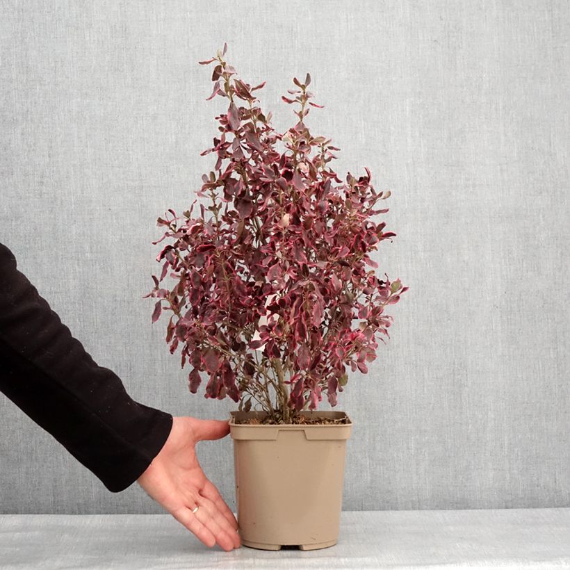 Exemplar von Coprosma repens Eclipse Pot de 3L/4L wie im Winter geliefert