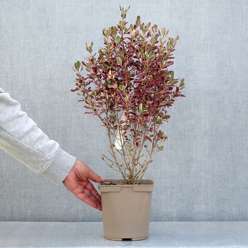 Exemplar von Coprosma repens Eclipse Topf mit 3L/4L wie im Frühjahr geliefert