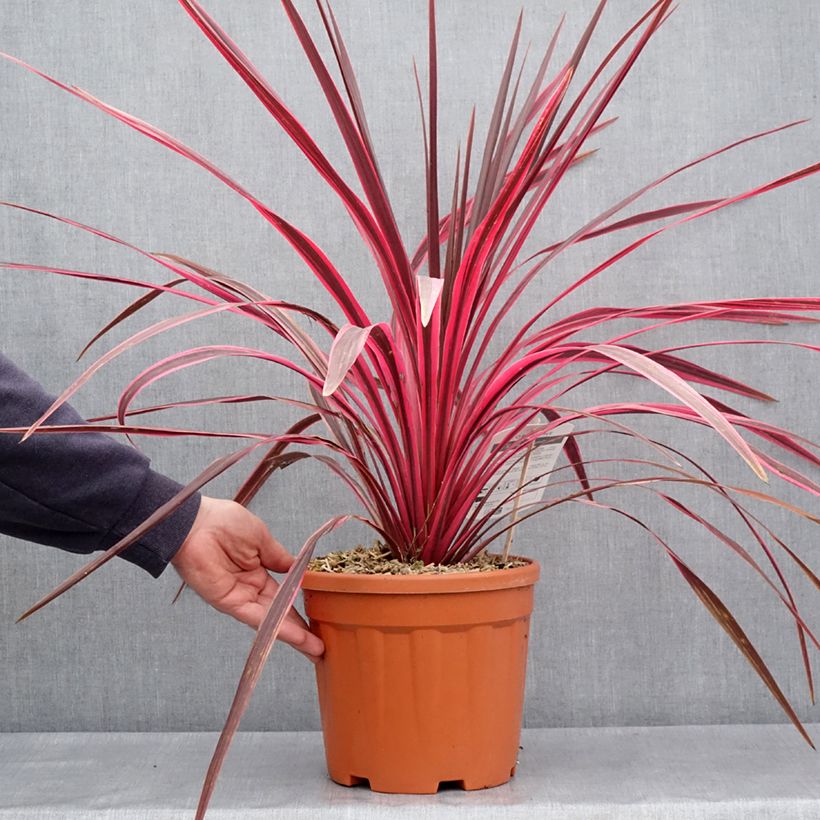 Example of Cordyline australis Cherry Sensation - Keulenlilie Topf mit 6L/7L as you get in printemps