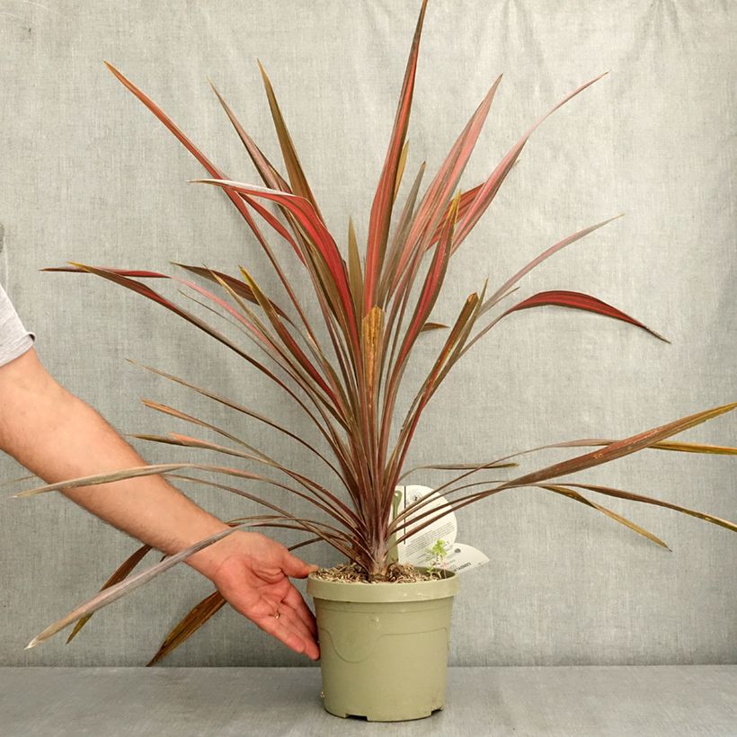 Exemplar von Cordyline australis Coral - Keulenlilie Topf mit 3L/4L wie im Sommer geliefert