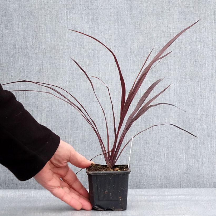 Exemplar von Cordyline australis Design a Line Burgundy - Keulenlilie Kleine Töpfe von 8/9 cm wie im Winter geliefert