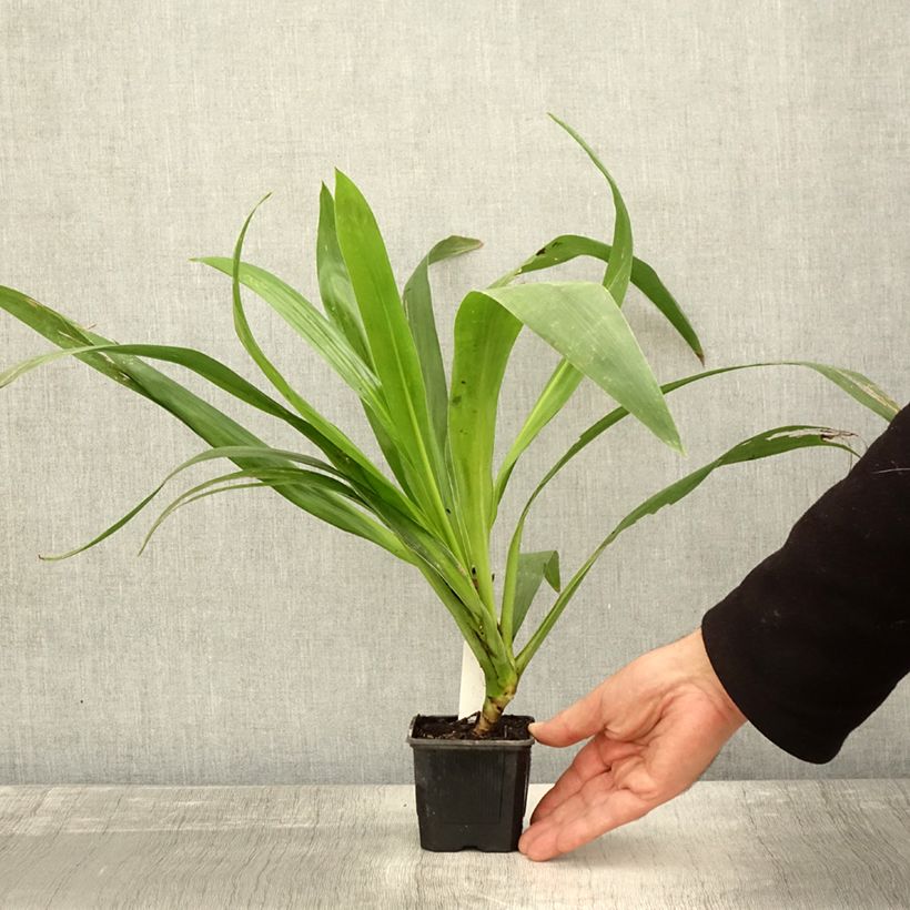 Exemplar von Cordyline australis Emerald Star Artic Jungle Godet de 8/9 cm wie im Herbst geliefert