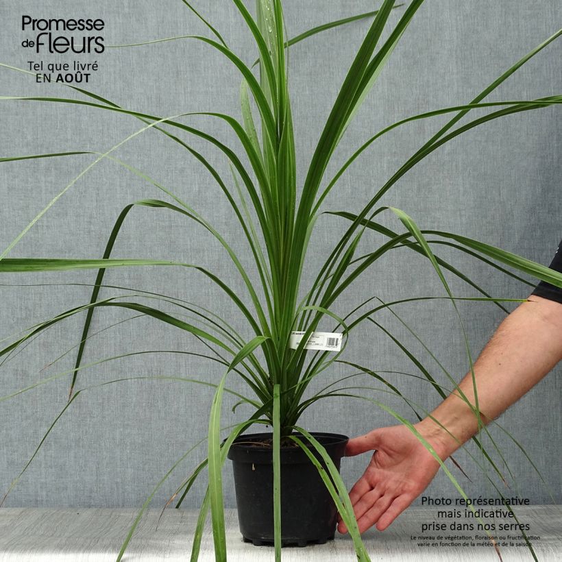 Exemplar von Cordyline australis - Keulenlilie Topf mit 3L/4L wie im Sommer geliefert