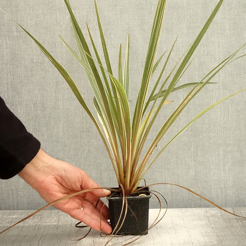 Exemplar von Cordyline australis Fantasy Godet de 8/9 cm wie im Herbst geliefert