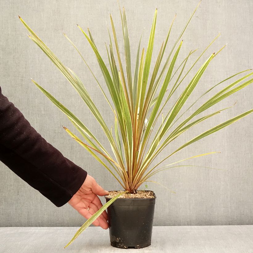 Exemplar von Cordyline australis Fantasy - Keulenlilie Topf mit 2L/3L wie im Frühjahr geliefert