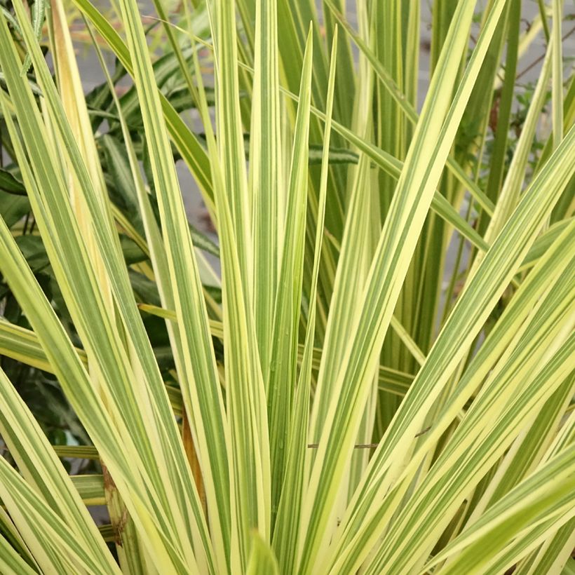 Cordyline australis Lime Passion - Keulenlilie (Foliage)