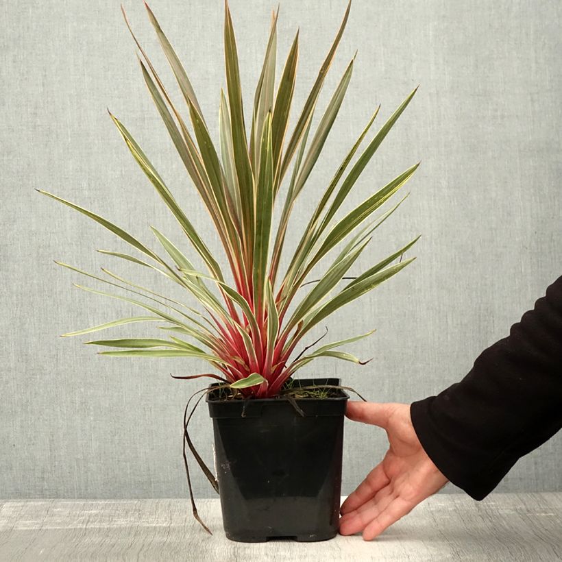 Exemplar von Cordyline australis Magic Star Pot de 3L/4L wie im Herbst geliefert