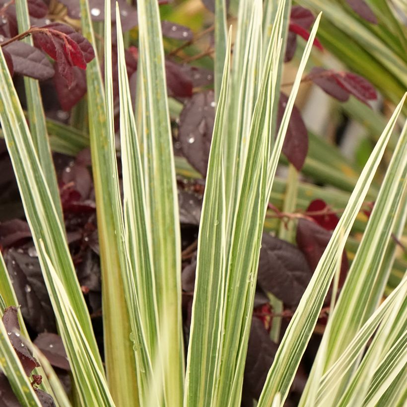 Cordyline australis Pink Champagne - Keulenlilie (Laub)