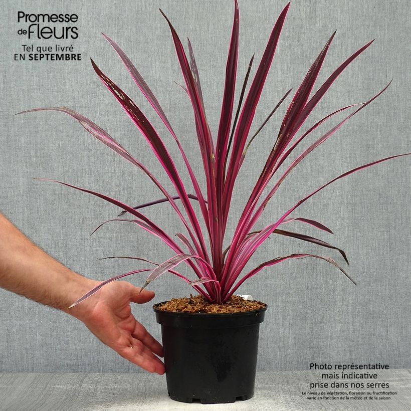 Exemplar von Cordyline australis Pink passion - Keulenlilie Topf mit 2L/3L wie im Herbst geliefert