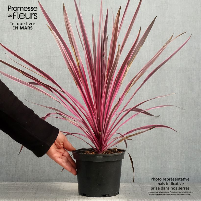 Example of Cordyline australis Pink passion - Keulenlilie Topf mit 2L/3L as you get in printemps