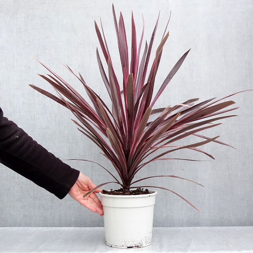 Exemplar von Cordyline australis Pink passion - Keulenlilie Topf mit 4L/5L wie im Herbst geliefert