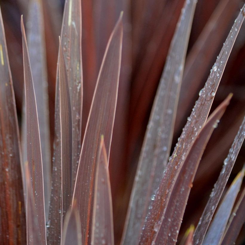 Cordyline australis Red Star - Keulenlilie (Foliage)