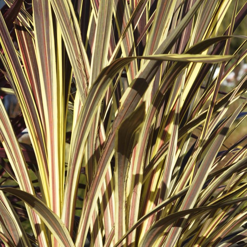Cordyline banksii Electric Flash - Keulenlilie (Laub)