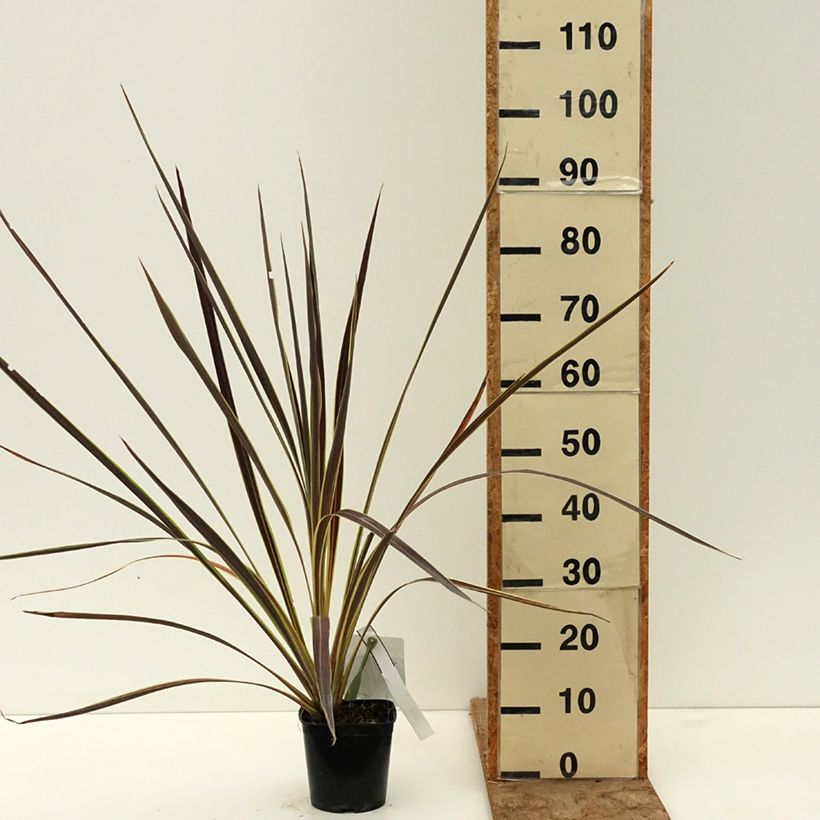 Exemplar von Cordyline banksii Electric Flash - Keulenlilie Topf mit 1,5L/2L wie im Frühjahr geliefert