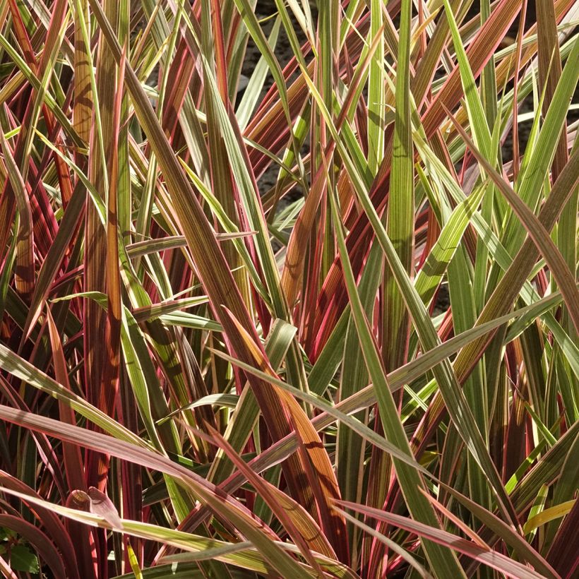 Cordyline banksii Can Can - Keulenlilie (Wuchs)