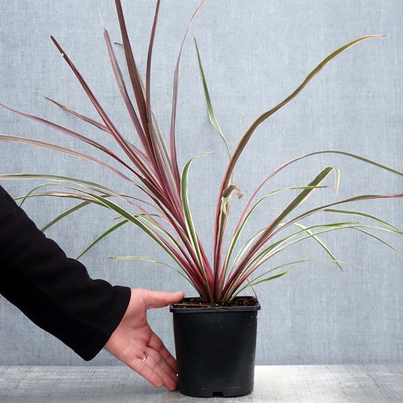 Example of Cordyline banksii Can Can - Keulenlilie Topf mit 2L/3L as you get in printemps